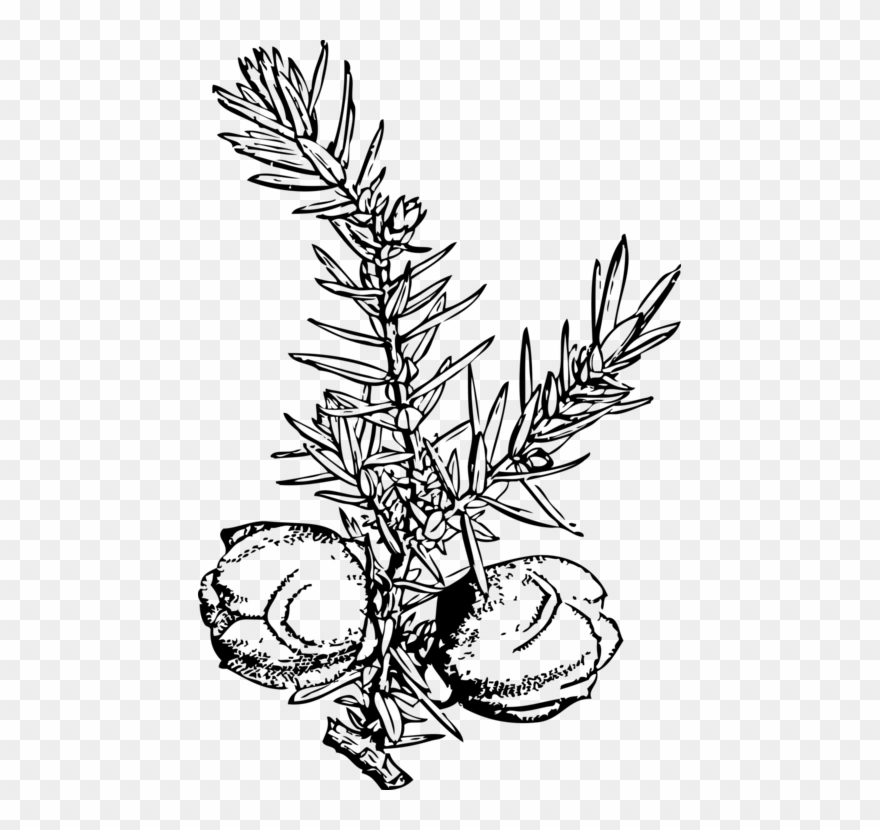 Juniper Berry Leaf Blueberry - Juniper Berry Clip Art - Png Download