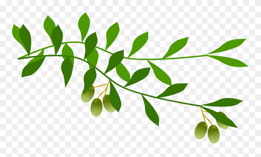 Olive Branch Leaf Laurel Wreath Tree - Olive Branch Free Clip Art - Png Download