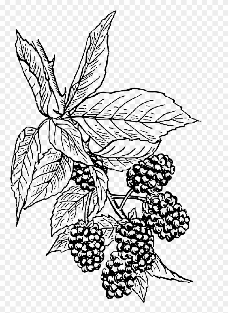 Clip Art Black And White Berries Drawing Bushes - Black Berry Plant Drawing - Png Download