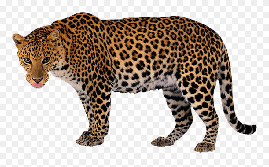 Leopard - Lion Tiger Cheetah Leopard Jaguar Panther Png Clipart