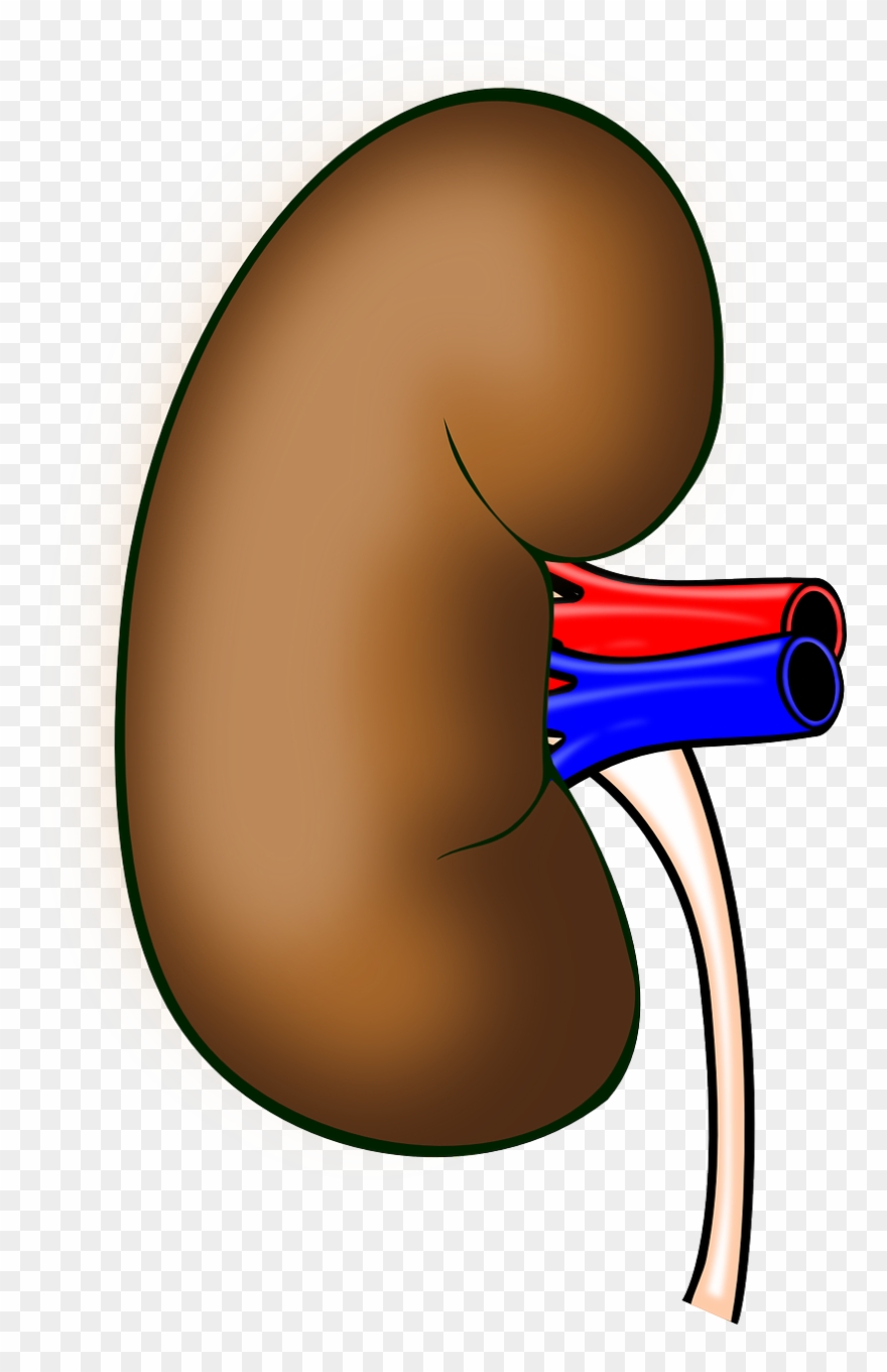 Kidney Transplantation Organ Transplantation Human - Clipart Kidney - Png Download