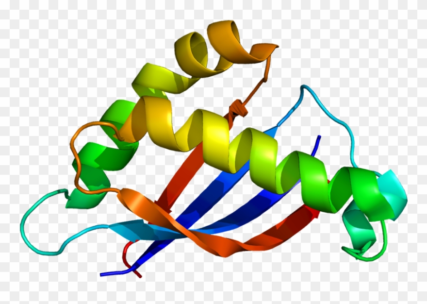 Kidney Clipart Pair - Muc1 Protein - Png Download