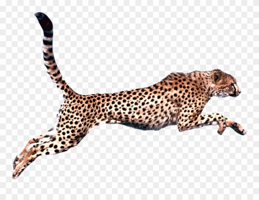 Graphic Royalty Free Download Felidae Clip Art Transprent - Cheetah Png Transparent Png