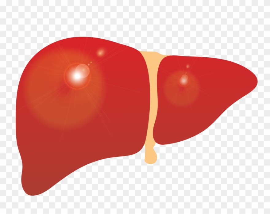 Liver Clipart Cirrhosis - Cirrhosis - Png Download