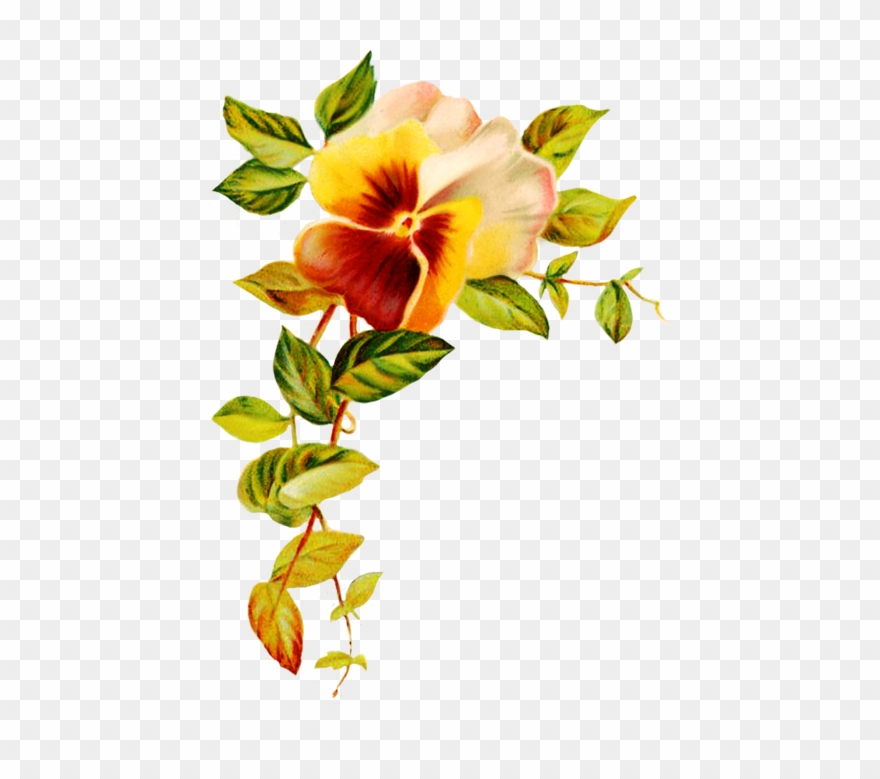 Graphics For Poppies Transparent Corner Graphics Www - Blank Greeting Cards Designs Clipart