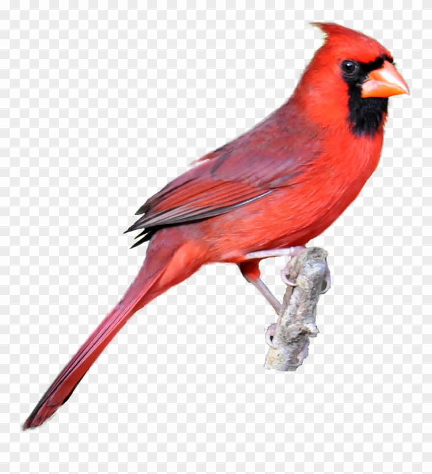 Winter Cardinal Bird Clipart Clip Art Library Classroom - Cardinal Bird White Background - Png Download
