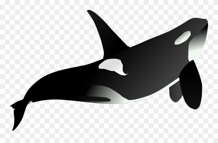 Orca Whale Animal - Fin Whale Clip Art - Png Download