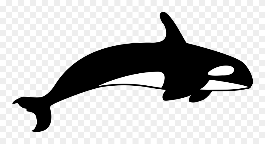 The Killer Whale Cetacea Blue Whale - Clip Art Killer Whale - Png Download