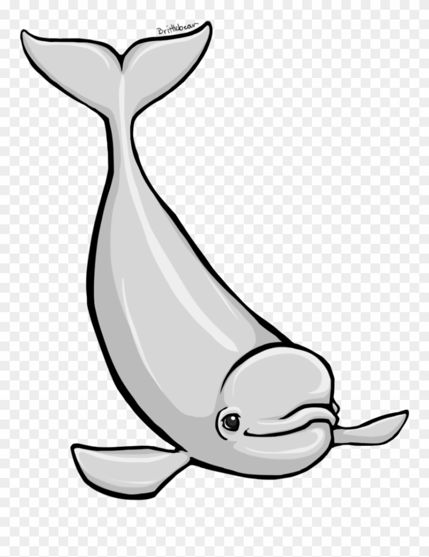 Gray Whale Cliparts - Beluga Clipart - Png Download