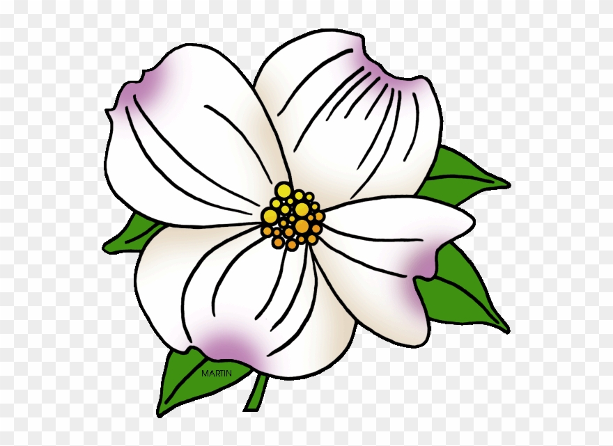 United States Clip Art By Phillip Martin, North Carolina - State Flower Of Virginia - Png Download