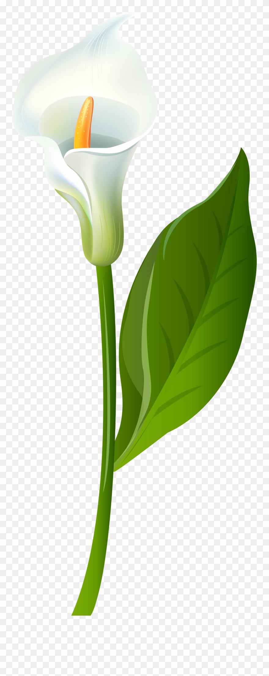 Calla Lily Clipart - Green Calla Lilies Png Transparent Png