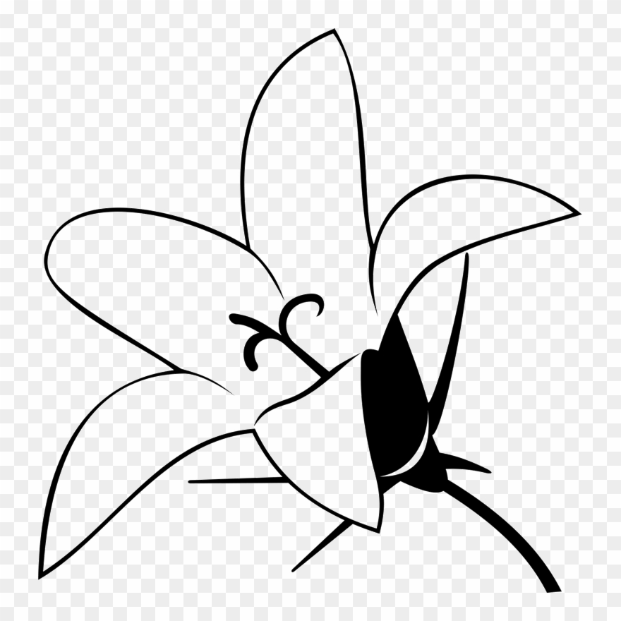 Lily Outline Clipart Lily Clip Art - Outline Picture Of Lily - Png Download
