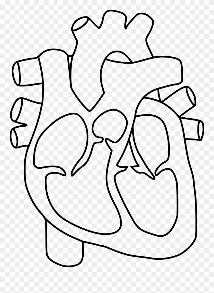 Collection Of Heart Clipart Coloring Pages - Human Heart For Coloring - Png Download