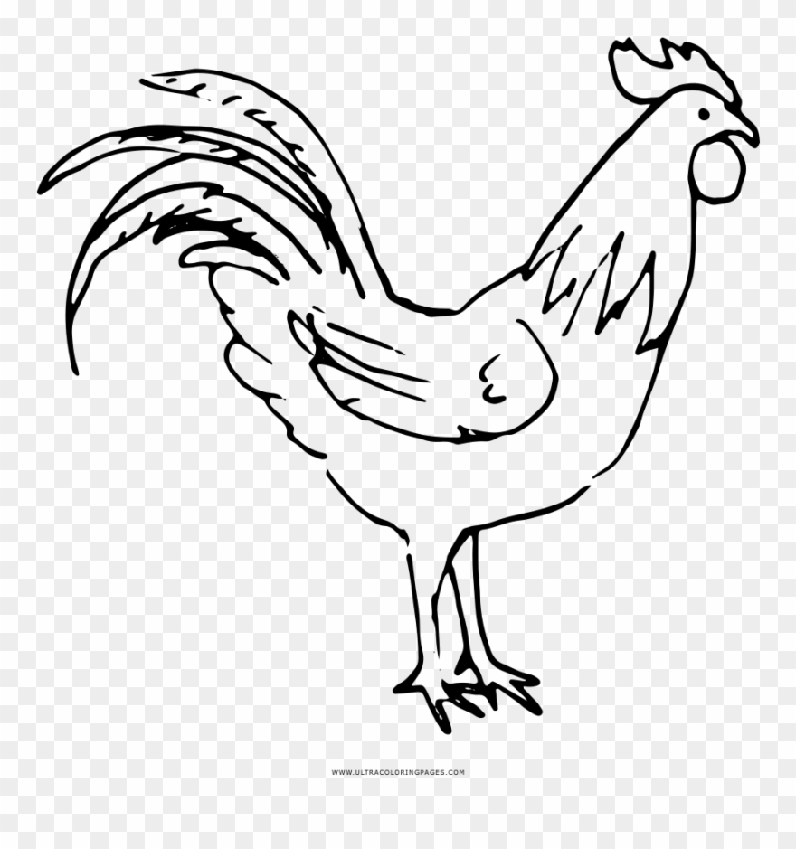 Clipart Stock Cock Drawing - Rooster - Png Download