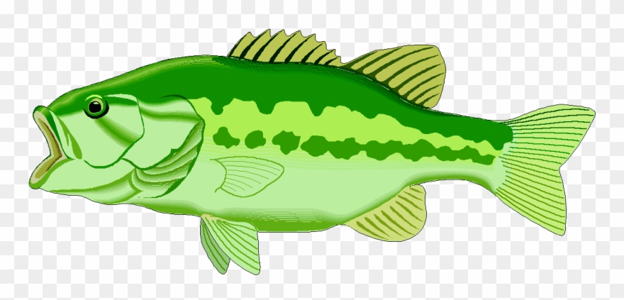 Lake Fish Clipart, Explore Pictures - Clipart Bass - Png Download