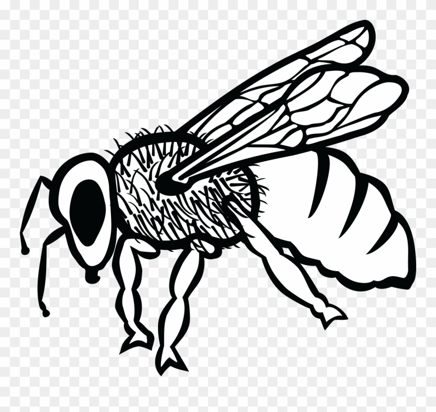 Free Clipart Of A Bee - Arı Karakalem - Png Download