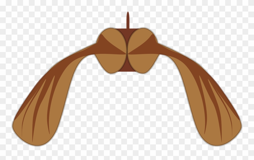 Maple Seed Biology Helicopter Png Image - Sycamore Seed Clipart Transparent Png