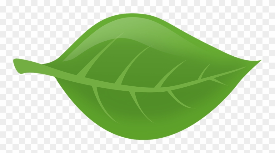 Feuille D Arbre Png Clipart