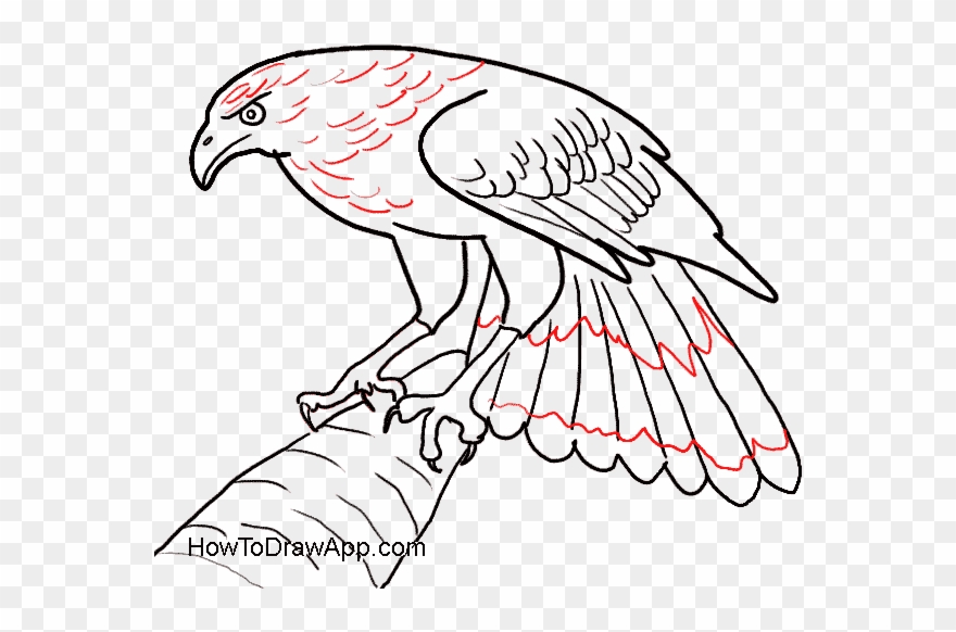 Eagle Feathers Drawing At Getdrawings Com Free For - Draw A Eagle Easy Clipart