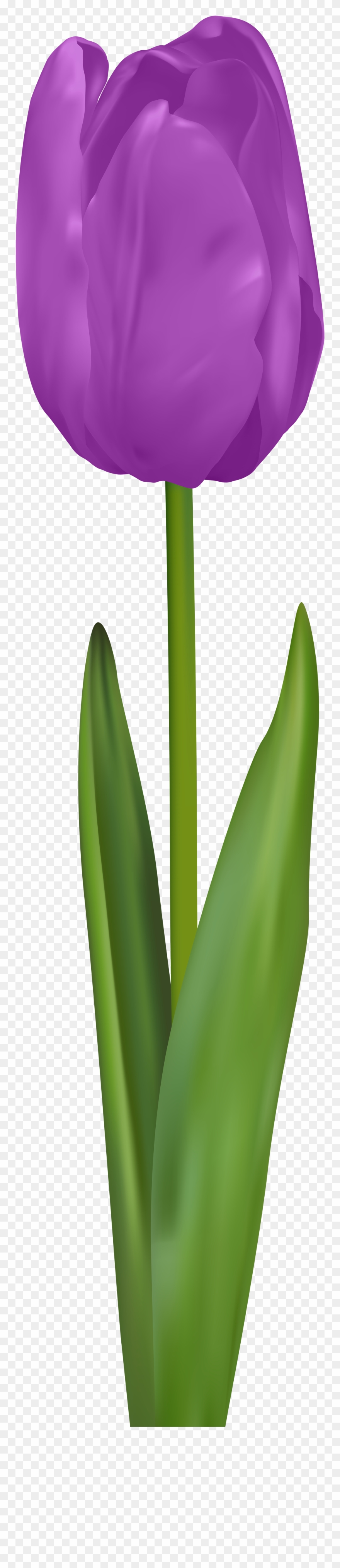 Purple Tulip Clipart - Png Download