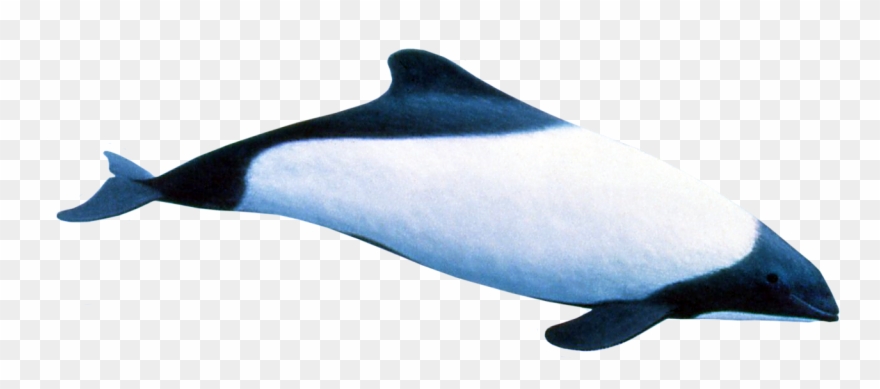 Vector Download Commerson S Dolphin - Dolphin Clipart