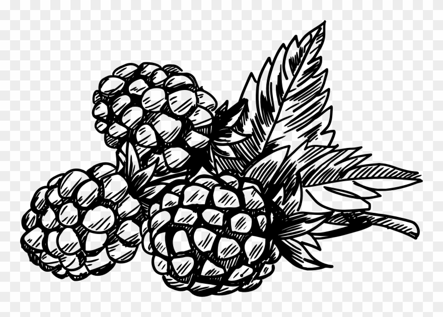 Medium Image - Berries Black And White Clipart