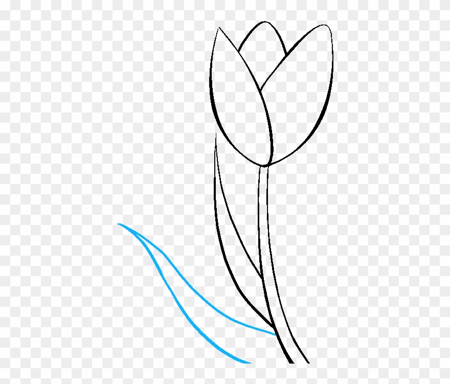 How To Draw Tulip Step - Tulip Draw Clipart