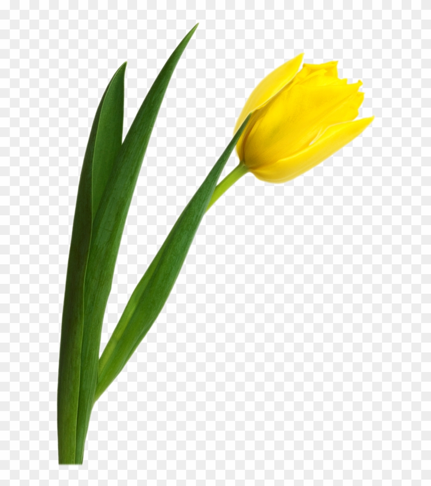 Graphic Freeuse Stock Tulip Png Image Obr Zky Velikonoce - Yellow Tulip Clipart Png Transparent Png