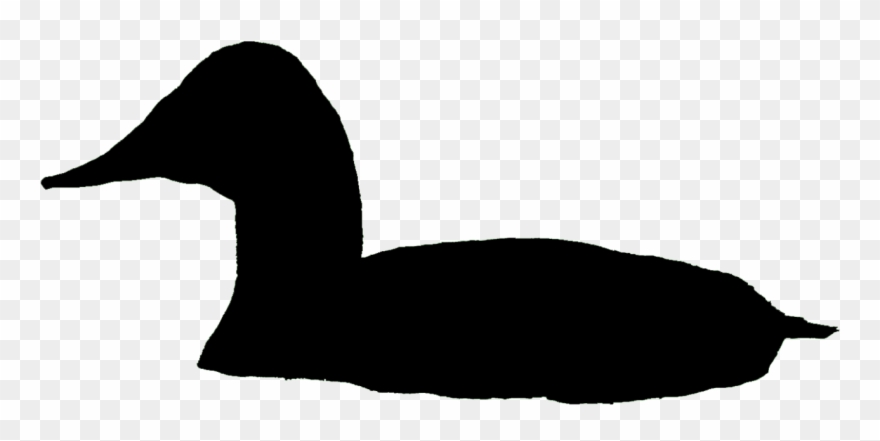 Canvasback Male Bronx Zoo - Canvasback Silhouette Clipart