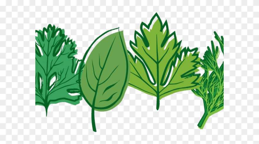 Herbs Clipart Botanical Name - Herbs And Plants Clip Art - Png Download