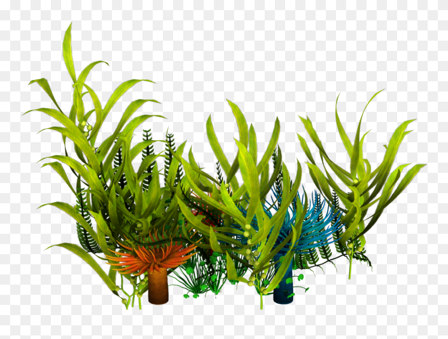 Underwater Aquatic Plants Seaweed Clip Art - Seaweed Png Transparent Png