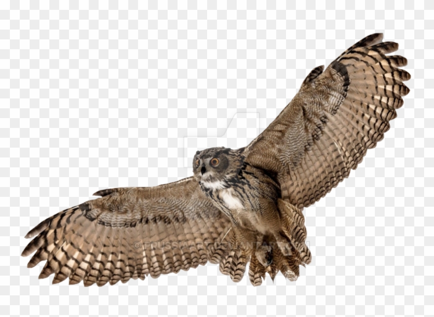 Barn Owl Png Picture - Flying Owl Transparent Background Clipart
