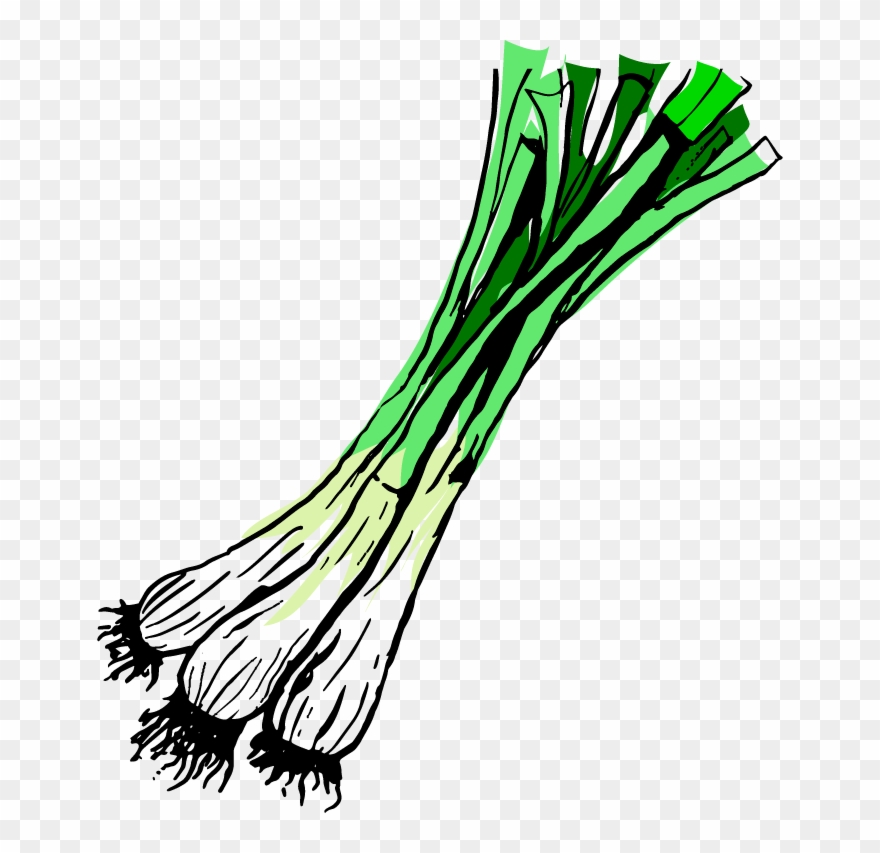 Spring Onions - Illustration Clipart