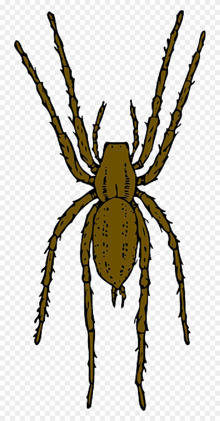 Black And White Stock Free Pictures Arachnid Images - Brown Spider Clipart - Png Download