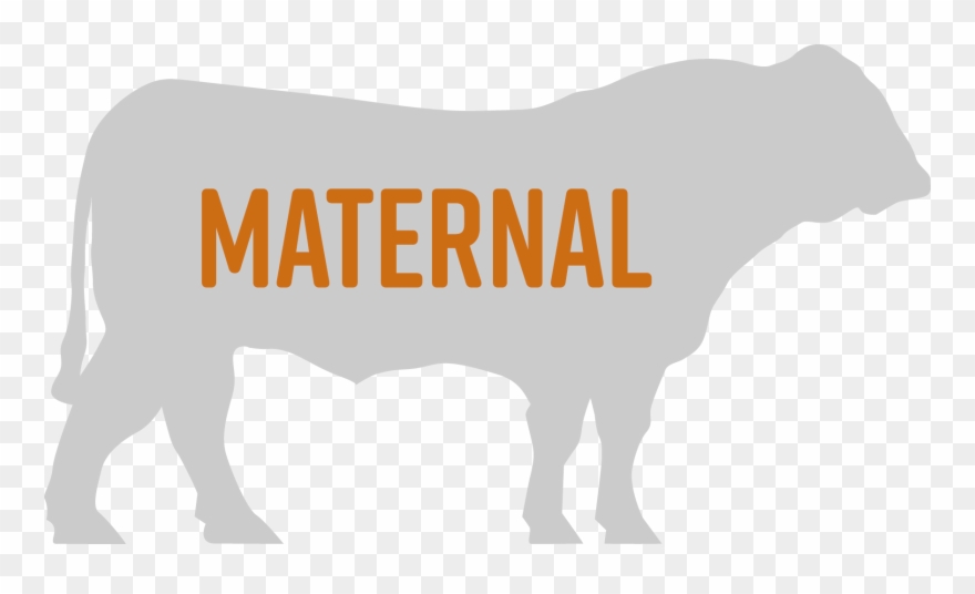 Maternal Bulls - Dairy Cow Clipart