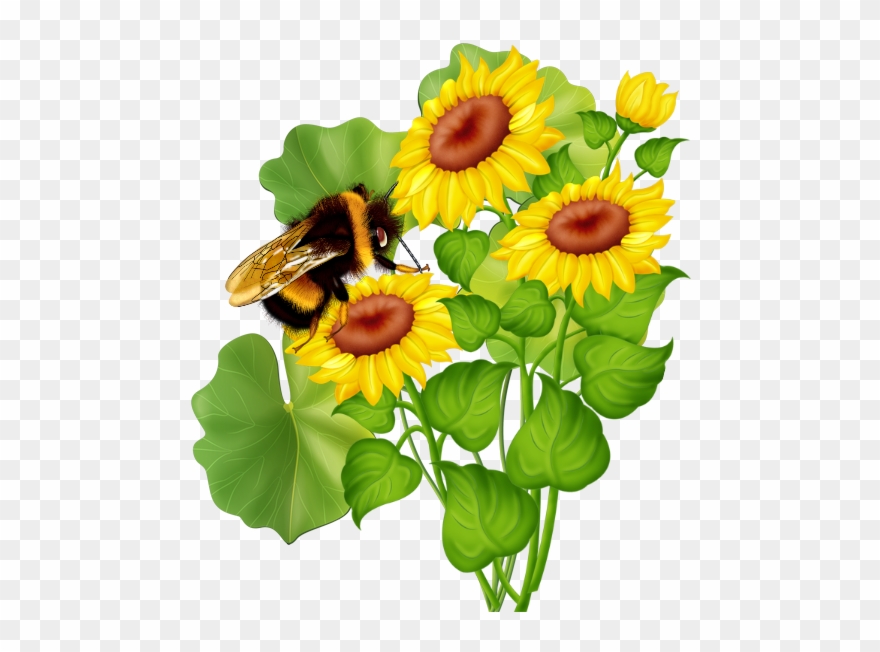Flowers And Bees - Common Sunflower Clipart