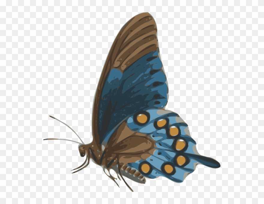 Butterfly Clipart