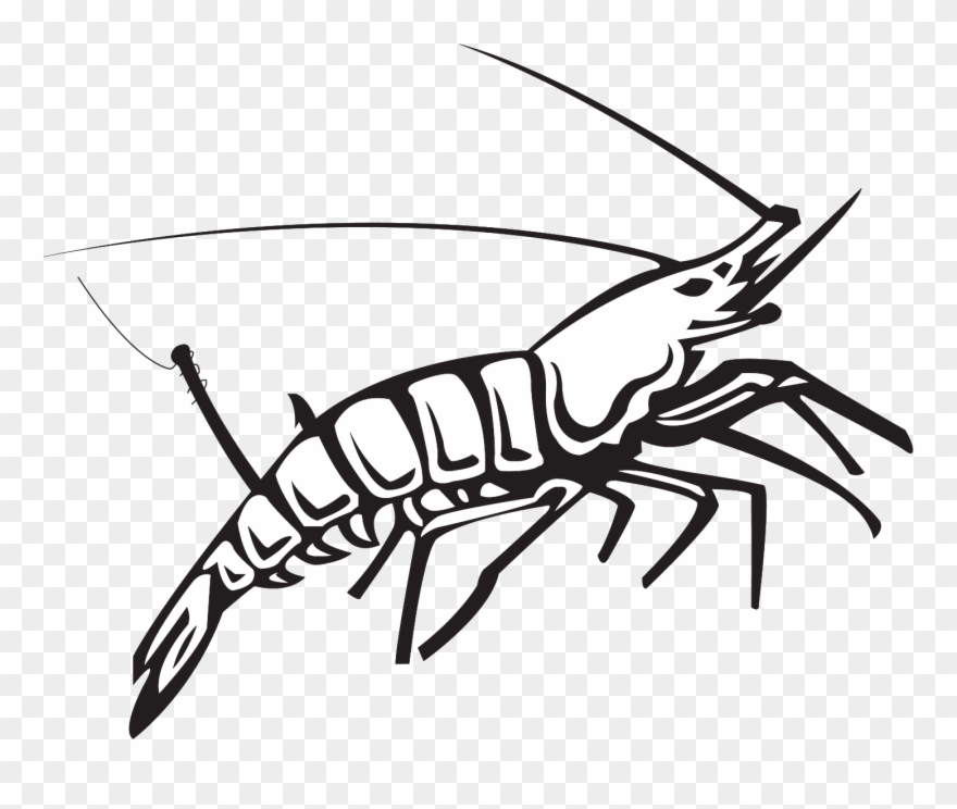 Crawdad Drawing Crawfish Tail - Shrimp Clipart
