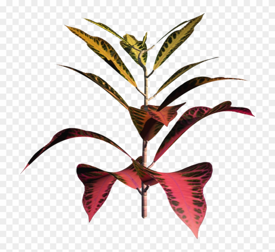 Plant1 - Portable Network Graphics Clipart