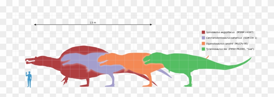 What A Fast Food Queue Might Look Like If They Were - T Rex Giganotosaurus Carcharodontosaurus Spinosaurus Clipart