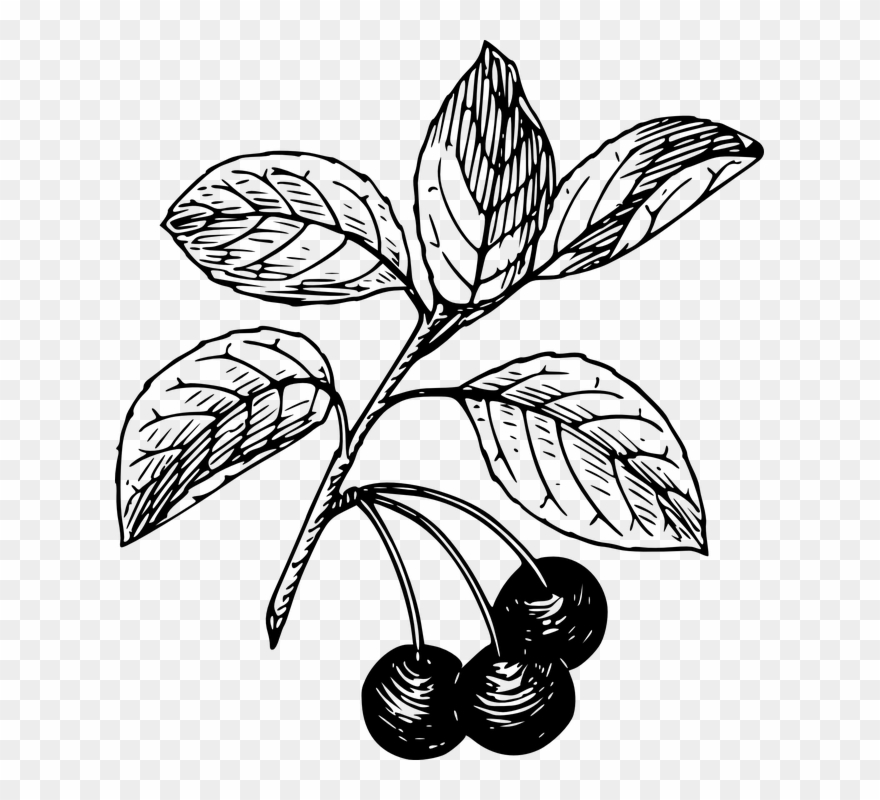 Vector Freeuse Stock Leaves Cherry On Dumielauxepices Clipart