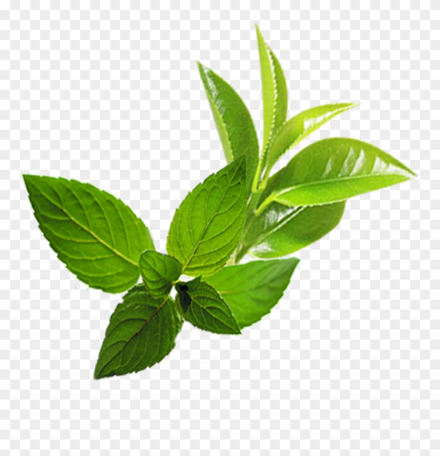 Mentha Spicata Mint Transprent Png Free Clipart