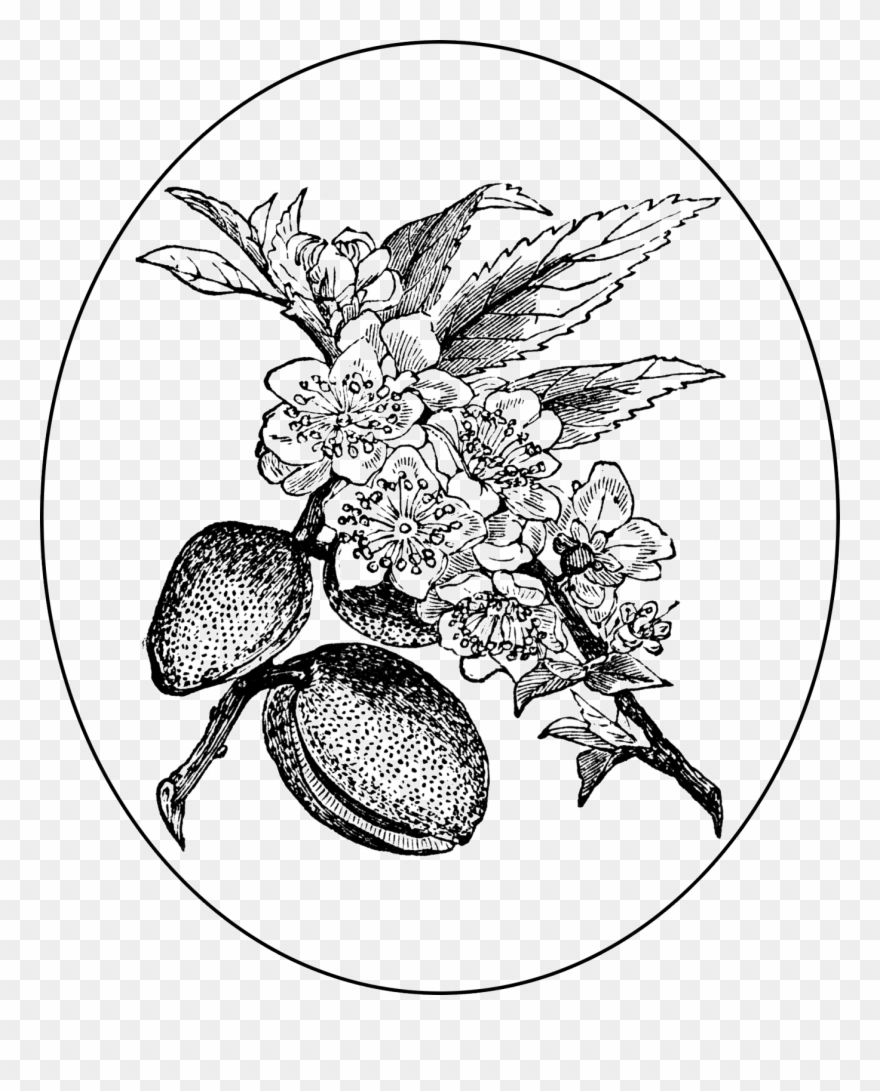 Swingshiftdesigns Digitalstamp Almond Transparent - Png Almond Tree Draw Clipart