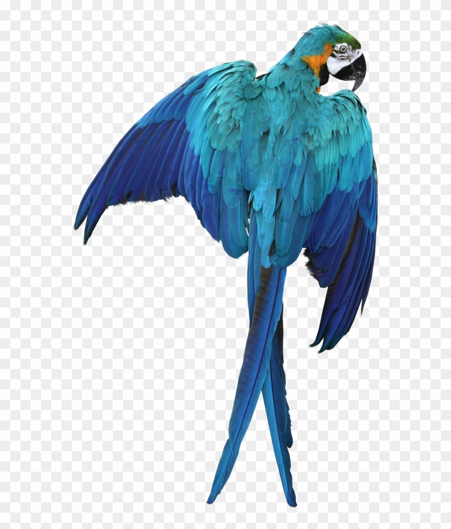 Macaw Png Transparent Images - Blue Macaw No Background Clipart
