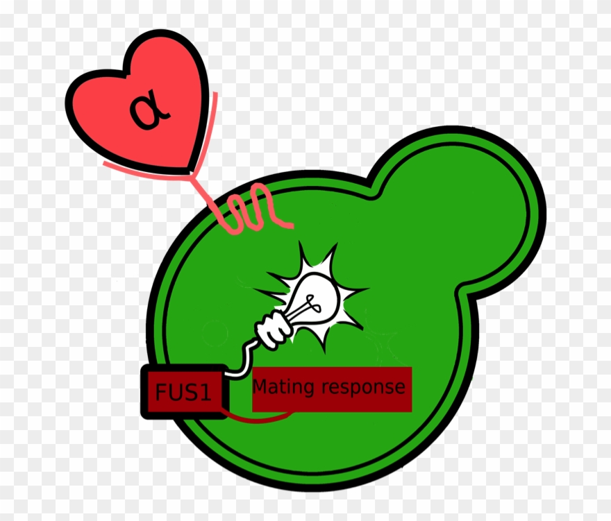 Schematic Overview Of The Fus1-egfp Reporter - Clip Art - Png Download