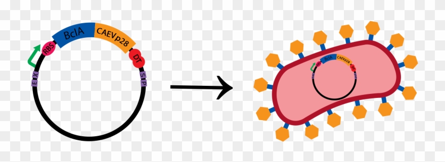 First, In The Lab, The Capsid Protein P28 Of Caev Is - Worcester Polytechnic Institute Clipart