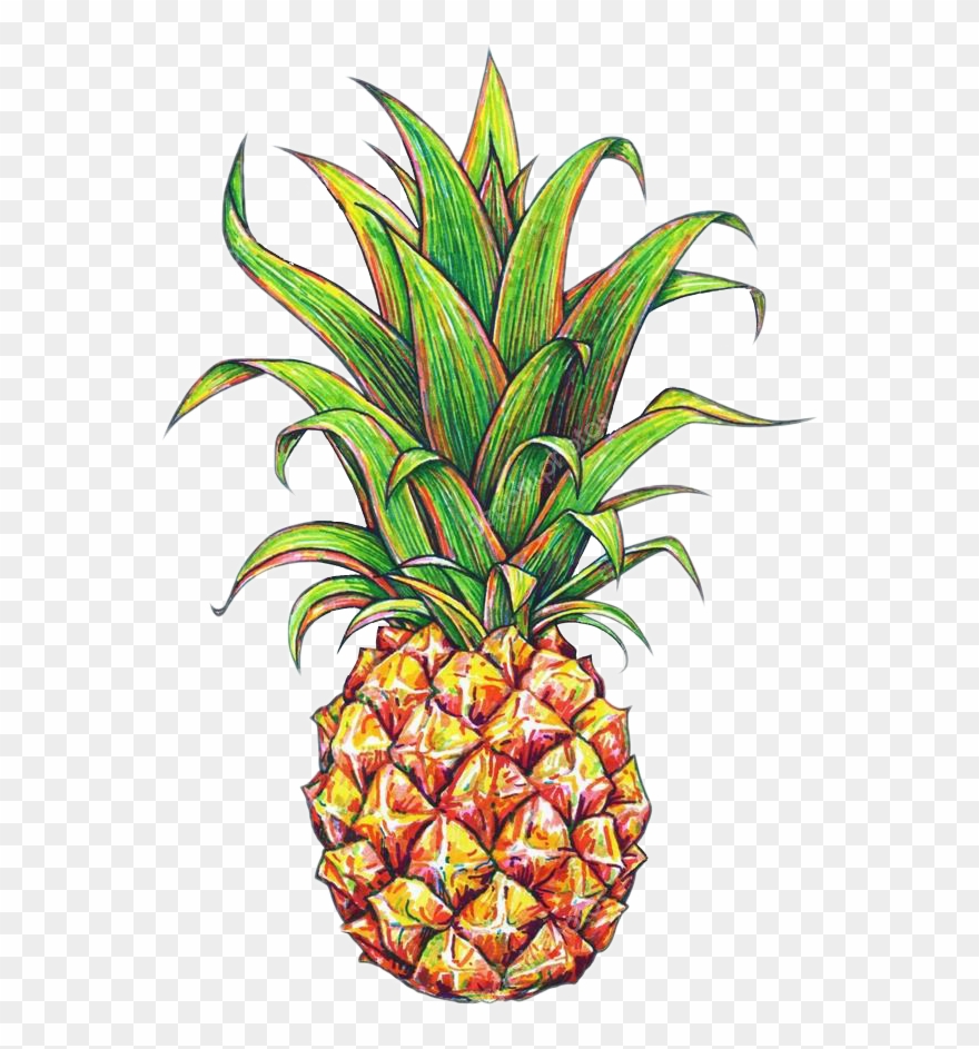 Clipart Pineapple Flower - Pineapple Plant Drawing - Png Download