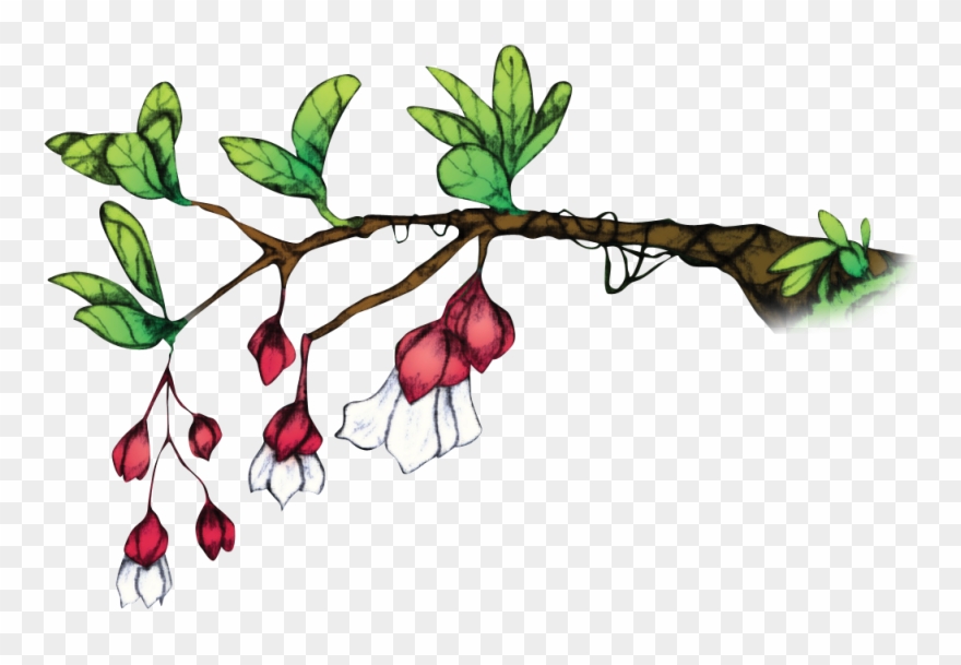 Medinilla Waterhousei, Commonly Known As Tagimoucia Clipart