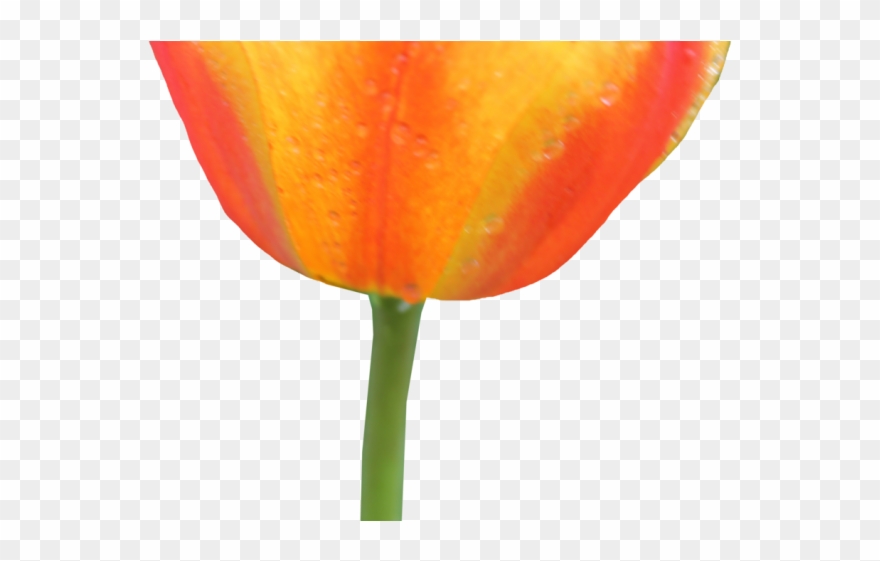 Orange Flower Clipart Transparent Background - Flower - Png Download
