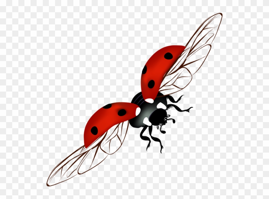 Dessin Coccinelle Qui Vole Clipart